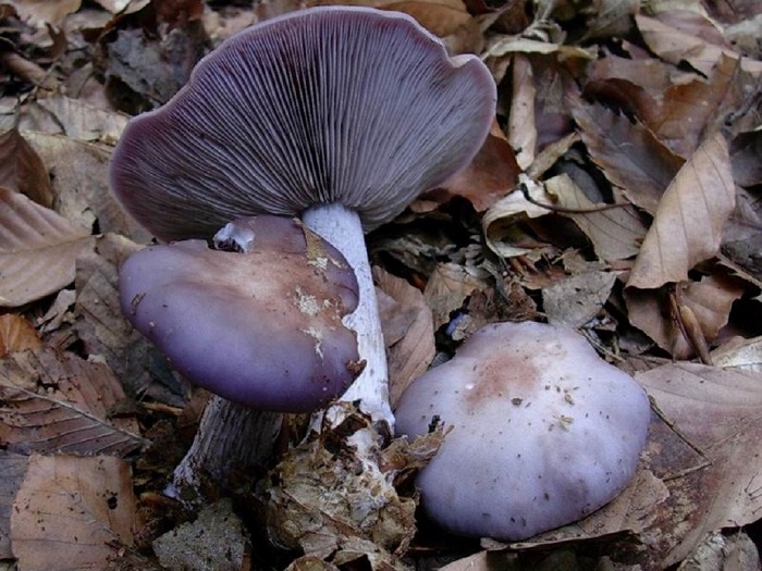 833 Novembre vecchio ritrovamento